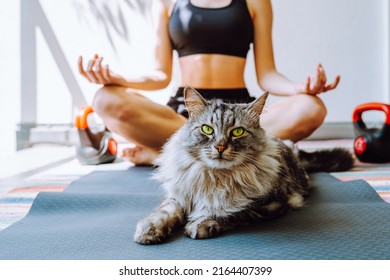 Sports training at home with pets. lazy gray cat lounged on training mat, joined her owner in playing sports. figure of unrecognizable sportswoman in defocus, in yoga pose meditates - Shutterstock ID 2164407399