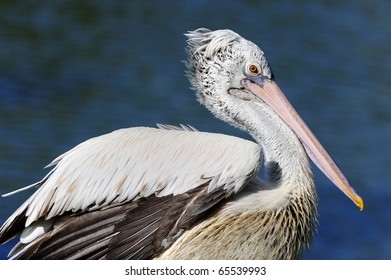 Spot Billed Pelican