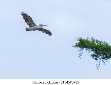 Spot Billed Pelican In Flight