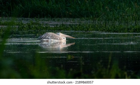 A Spot Billed Pelican On Water Surface