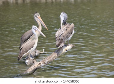 Spot Billed Pelican In Water Pool