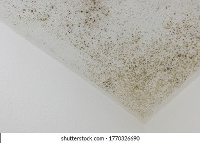 Spot of mold, mould, mildew or fungas on the white plaster surface of ceiling interior room.