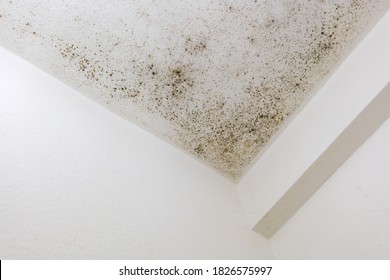 Spot of mold, mould, mildew or fungas on the white plaster surface of ceiling inside room.