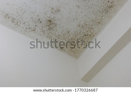 Spot of mold, mould, mildew or fungas on the white plaster surface of ceiling interior room.