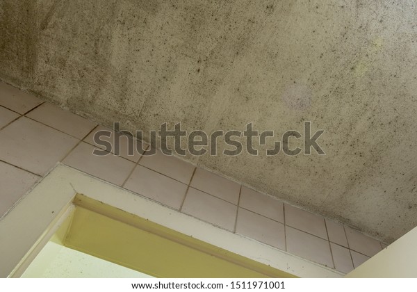 Spot Mold Mould Mildew Fungas On Stock Photo Edit Now 1511971001