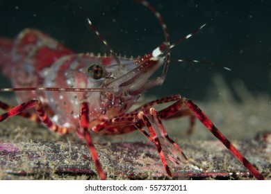 Spot Prawn