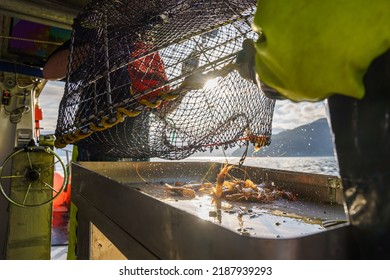 Spot Prawns Dumped Out Of A Trap On A Commerical Prawn Fishing Vessel