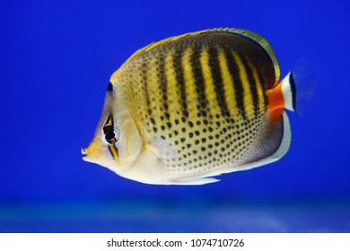 Spotband Butterflyfish, Dot Dash Butterflyfish, Punctato Butterflyfish (Chaetodon punctatofasciatus) 