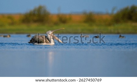 A spot-billed pelican with its beak wide open while floating on the calm waters of Mannar, Sri Lanka