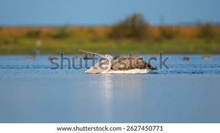 A spot-billed pelican with its beak wide open while floating on the calm waters of Mannar, Sri Lanka