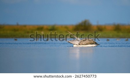A spot-billed pelican with its beak wide open while floating on the calm waters of Mannar, Sri Lanka