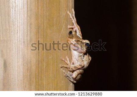 Similar – Image, Stock Photo Real frog Frog Doorman