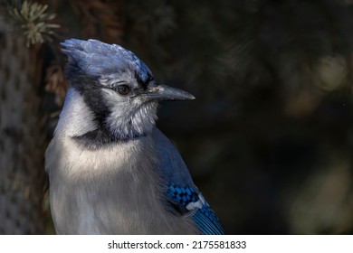 A Spotlight Of Sun Is Hitting The Head Of This Blue Jay As It Perches In A Spruce Tree.  The Beautiful Bird Is Evaluating How Safe It Is To Fly Down To A Feeder Someone Had Hung Up In This Urban Park.