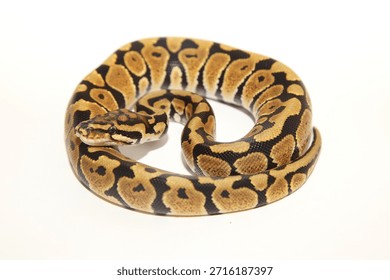The spotnose ball python is imcomplete dominant