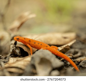 Spots On The Back Of Red Eft In Shendandoah National Park