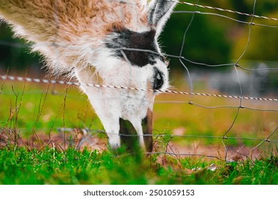 Spotted Alpaca Close Up Eating Grass From the Soil Near a Fence - Powered by Shutterstock