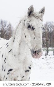 Spotted appaloosa western knabstruber horse in snow landscape in winter outside cold 