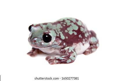 Spotted Australian Green Tree Frog On White Background