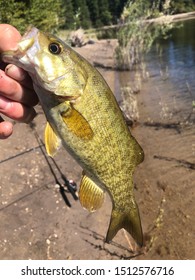 Spotted Bass With Fishing Poles In Backround