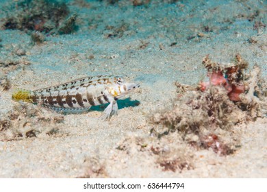 Spotted Bass On The Sandy Bottom.