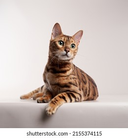 spotted bengal cat on a beige background. funny pet playing  - Shutterstock ID 2155374115