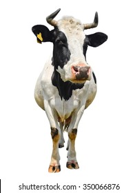 Spotted Black And White Cow Full Length Isolated On White. Cow Close Up. Farm Animals 