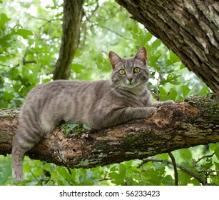 Spotted Blue Tabby Cat On Tree Stock Photo 56233423 