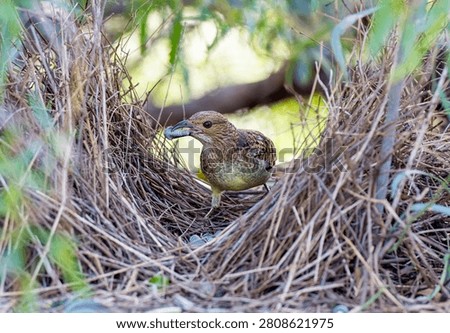Spotted bowerbird in bower uin western Queensland.