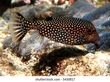 749 Spotted boxfish Images, Stock Photos & Vectors | Shutterstock