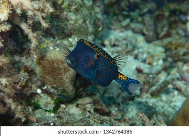 Spotted Boxfish Ostracion Meleagris