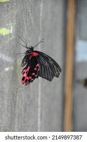 Spotted bright red and black butterfly clinging on to a screen.