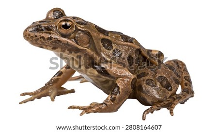 Spotted brown leopard frog sitting in a side profile view