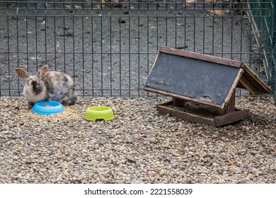Spotted brown rabbit outside in the enclosure with a feeder. - Shutterstock ID 2221558039