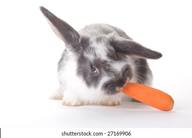 Spotted Bunny Eating A Carrot, Isolated