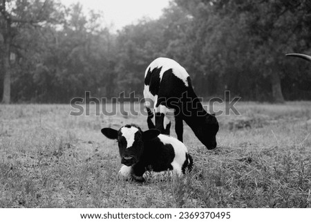 Similar – Cow rest Nature Animal Sky