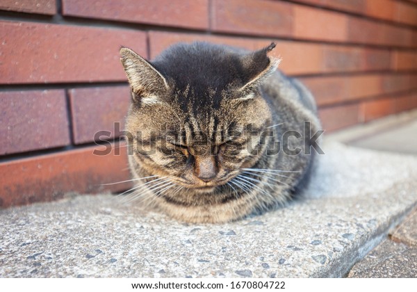 昔の通りでは 黒いおなかをしたまだらの猫が眠っていて 太陽の下で眠っています ホームレスの動物 公園で床で眠る若い猫 夕方寂しい猫 の写真素材 今すぐ編集