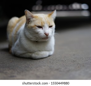 The spotted cat is lying down and resting comfortably.