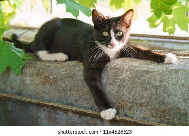Spotted cat lying in the shadow of trees on the street - Shutterstock ID 1164528523