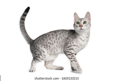 Spotted Cat On A White Background