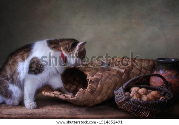 Spotted Cat Small Mouse Old Pantry Stock Photo Edit Now 1514652491