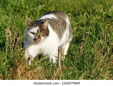 Spotted Cat Stalking In A Meadow