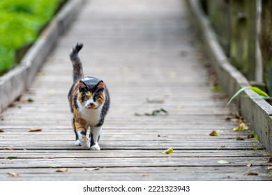 a spotted cat walks alone on a wooden path in the park - Powered by Shutterstock