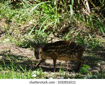 Spotted Chevrotain (small Deer)