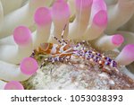 Spotted Cleaner Shrimp (Periclimenes yucatanicus) on a Giant Anemone - Bonaire, Netherlands Antilles