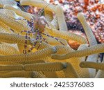spotted cleaner shrimp ,Periclimenes yucatanicus, is a kind of cleaner shrimp common to the Caribbean Sea