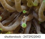 Spotted cleaner shrimp (Periclimenes yucatanicus) on an anemone on a shore dive, Cozumel, Mexico.  Underwater photography and travel.