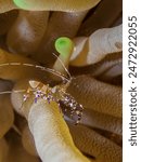 Spotted cleaner shrimp (Periclimenes yucatanicus) on an anemone on a shore dive, Cozumel, Mexico.  Underwater photography and travel.