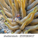 spotted cleaner shrimp ,Periclimenes yucatanicus, is a kind of cleaner shrimp common to the Caribbean Sea