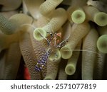 Spotted cleaner shrimp (Periclimenes yucatanicus) close-up in anemone