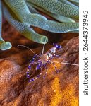 spotted cleaner shrimp ,Periclimenes yucatanicus, is a kind of cleaner shrimp common to the Caribbean Sea